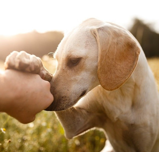 golden fur colored dog in wheatfield paw on hand