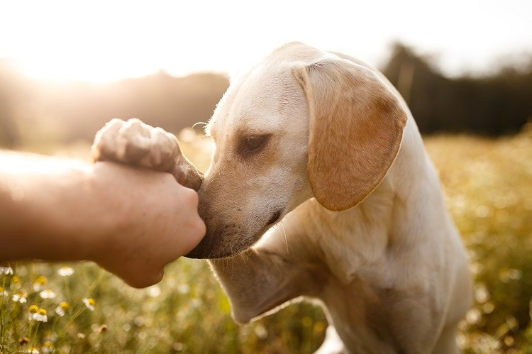 golden fur colored dog in wheatfield paw on hand