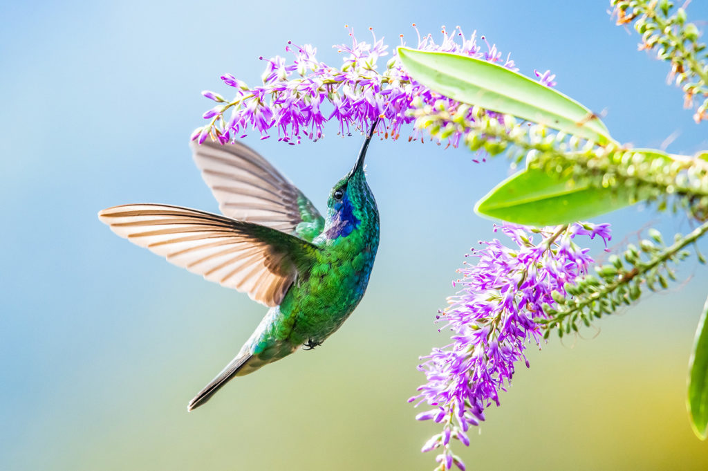 Blue hummingbird Violet Sabrewing flying next to beautiful red flower. Tinny bird fly in jungle. Wildlife in tropic Costa Rica. Two bird sucking nectar from bloom in the forest. Bird behaviour