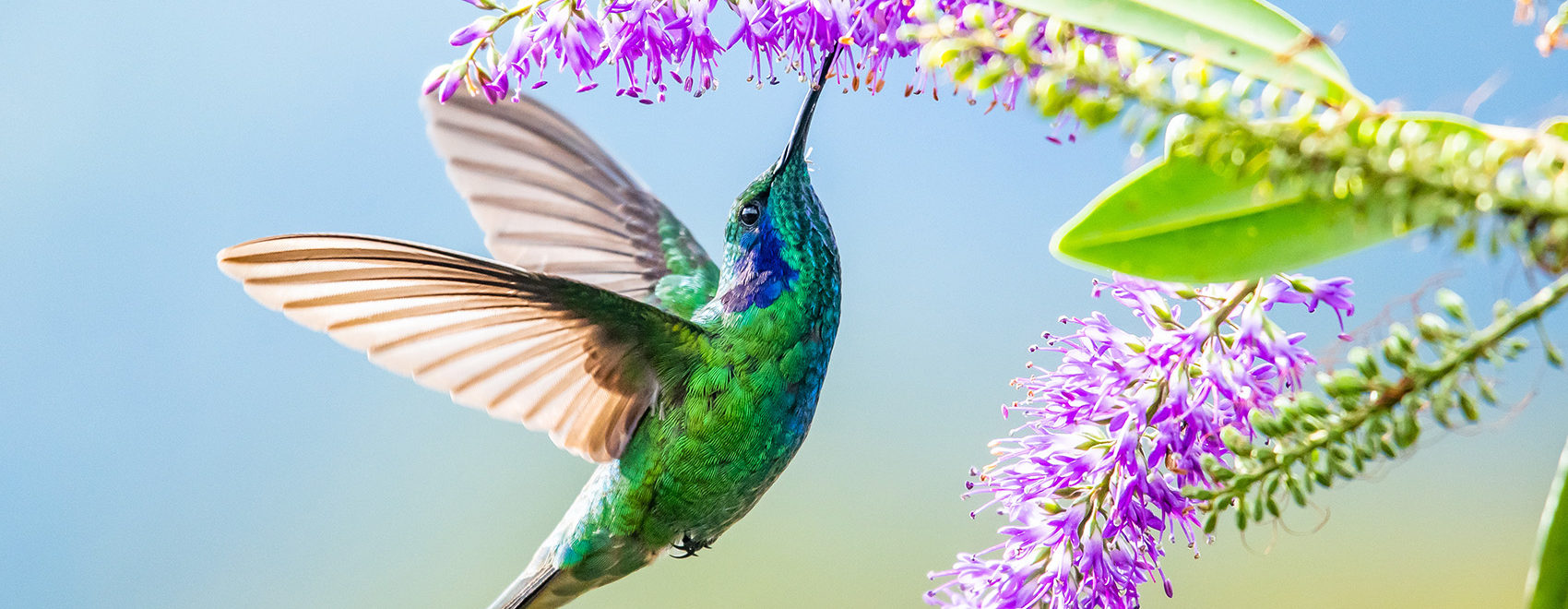 Blue hummingbird Violet Sabrewing flying next to beautiful red flower. Tinny bird fly in jungle. Wildlife in tropic Costa Rica. Two bird sucking nectar from bloom in the forest. Bird behaviour