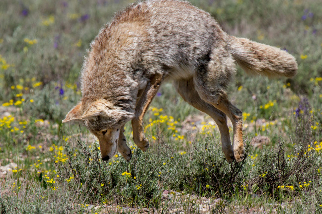 coyote pouncing